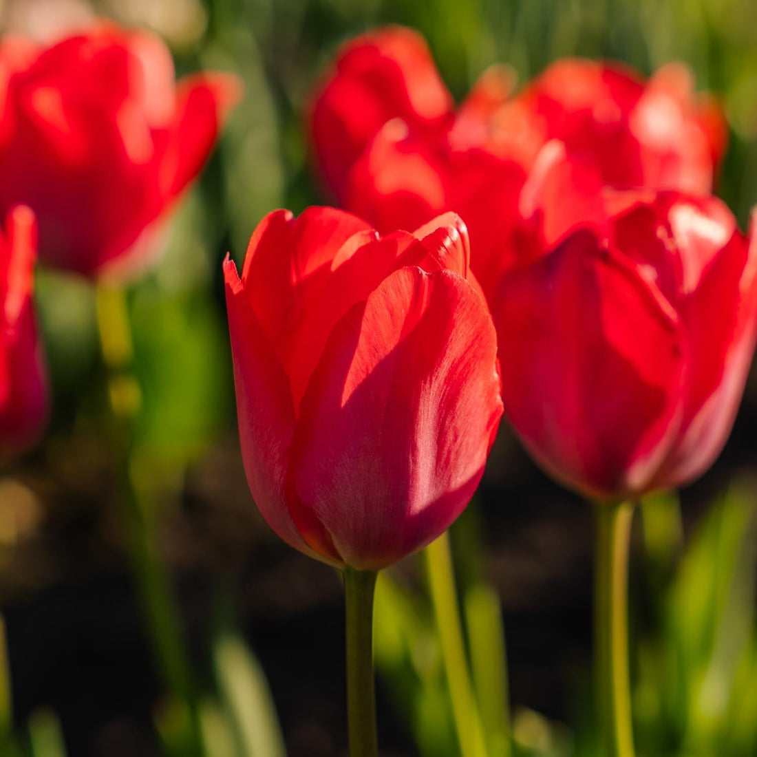 Tulipe 'Van Eijk'