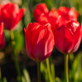 Tulipe 'Van Eijk'