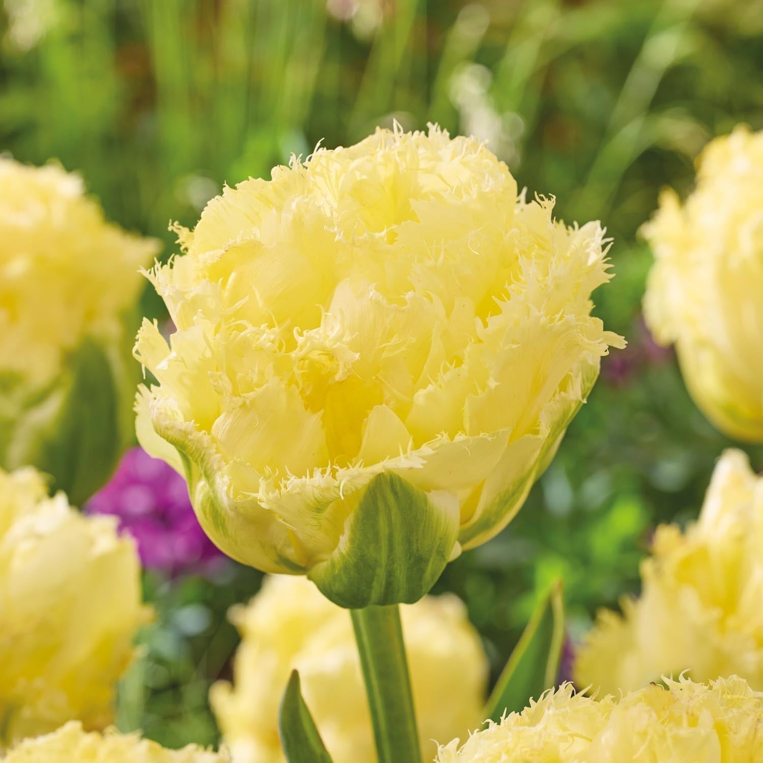 Tulipe 'Vanilla Dance'