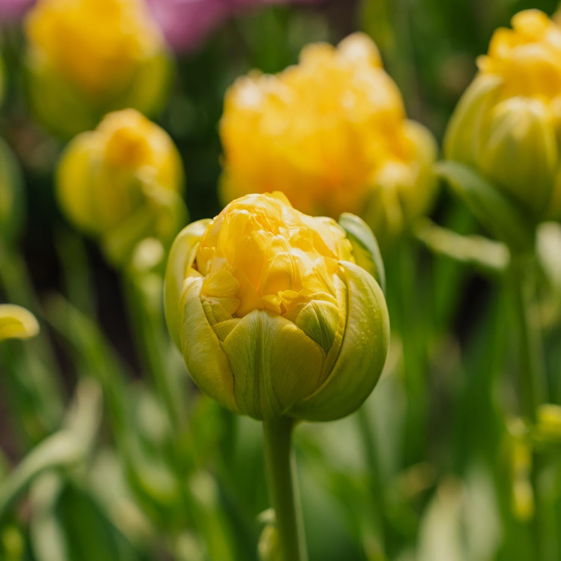 Tulipe 'Vanille Coup'