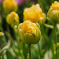 Tulipe 'Vanille Coup'