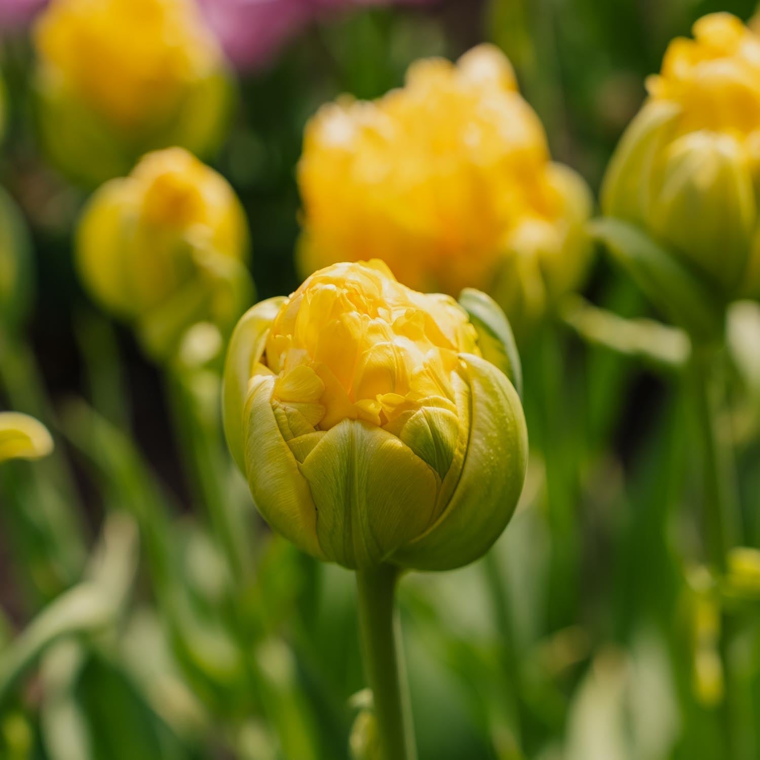 Tulipe 'Vanille Coup'