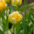 Tulipe 'Vanille Coup'