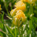 Tulipe 'Vanille Coup'