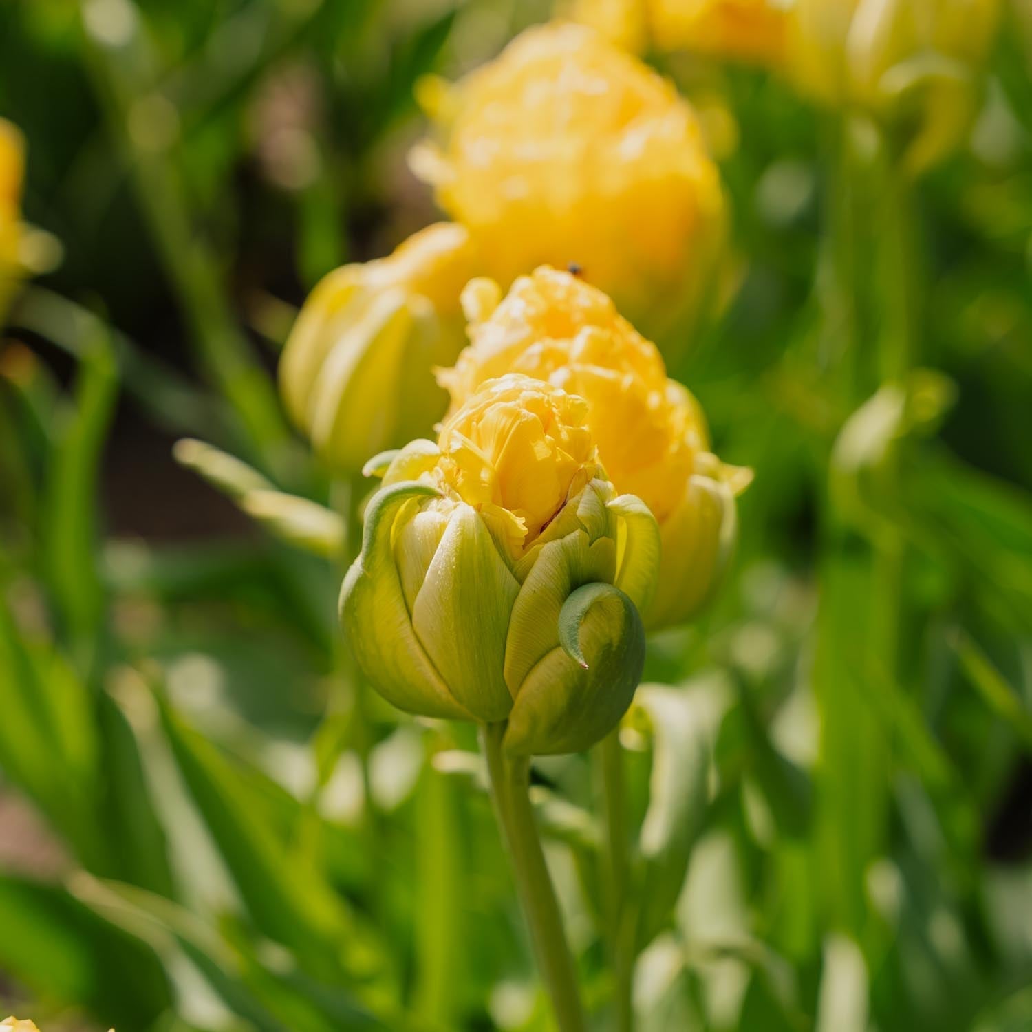 Tulipe 'Vanille Coup'
