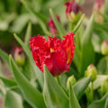 Tulipe 'Versaci'