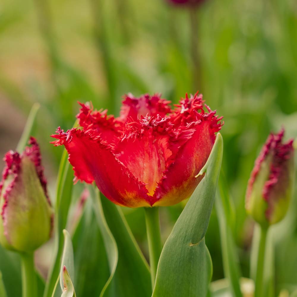 Tulipe 'Versaci'