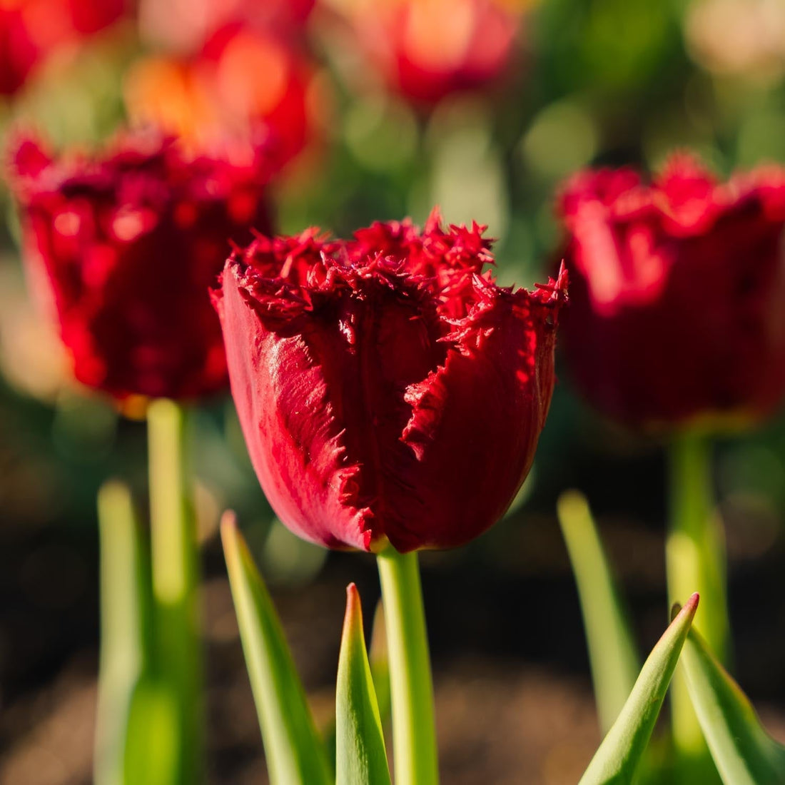 Tulipe 'Versaci'