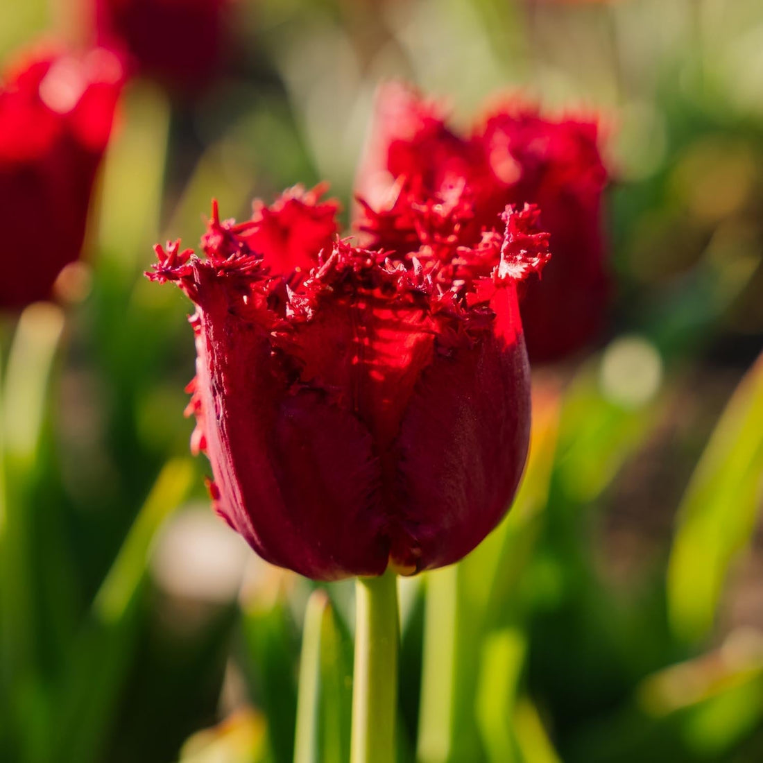 Tulipe 'Versaci'