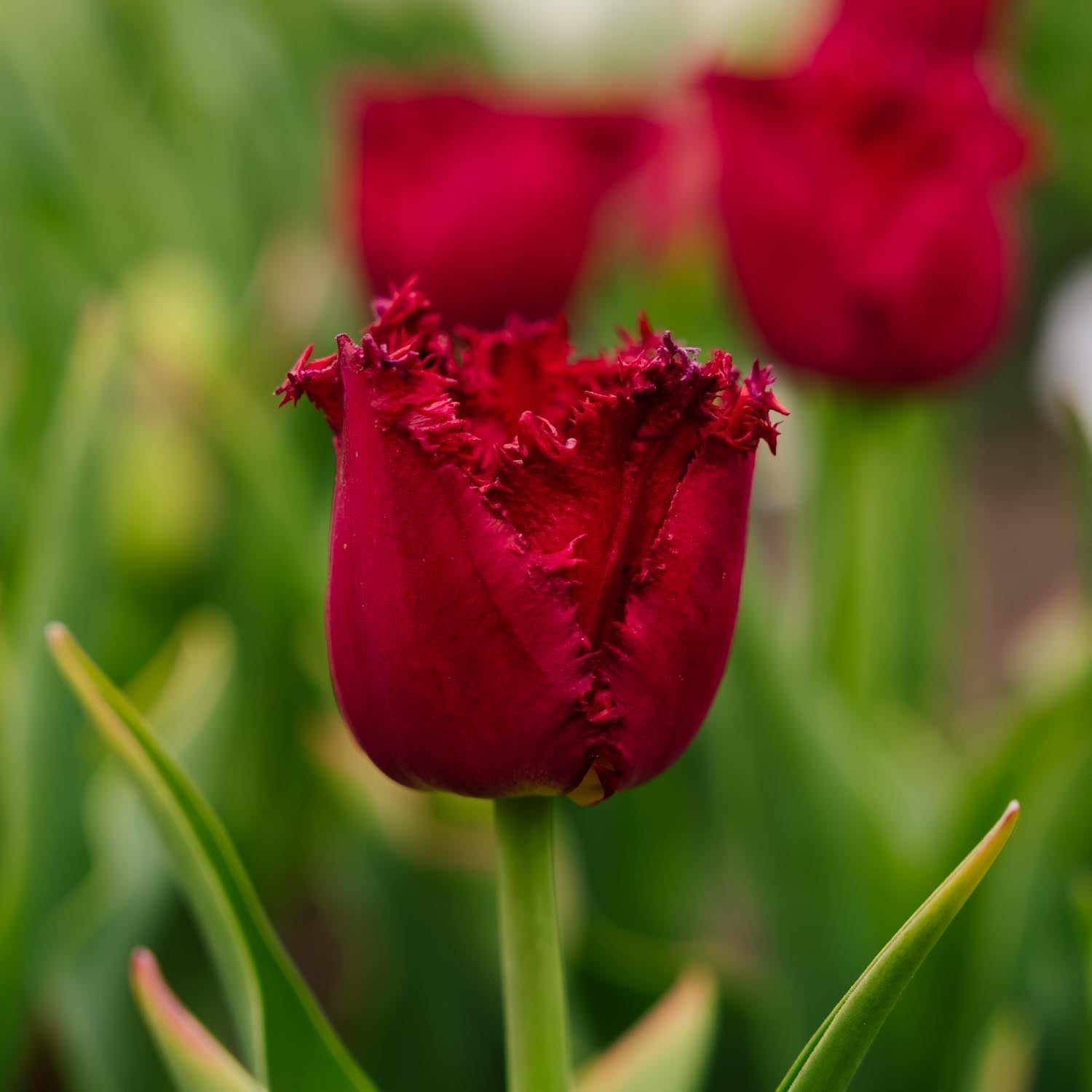 Tulipe 'Versaci'