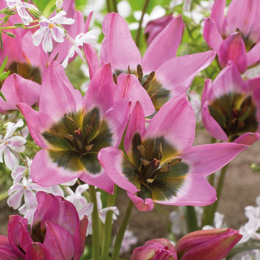Tulipe 'Violetta'