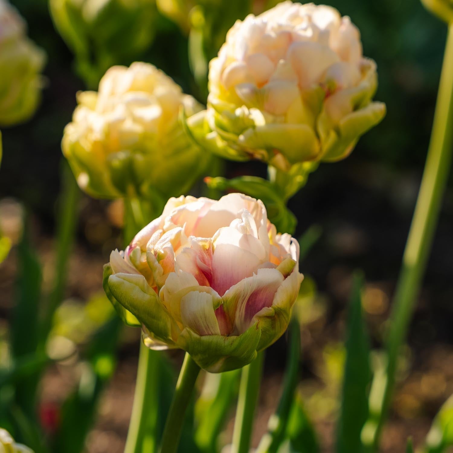 Tulipe 'Wedding Dream'