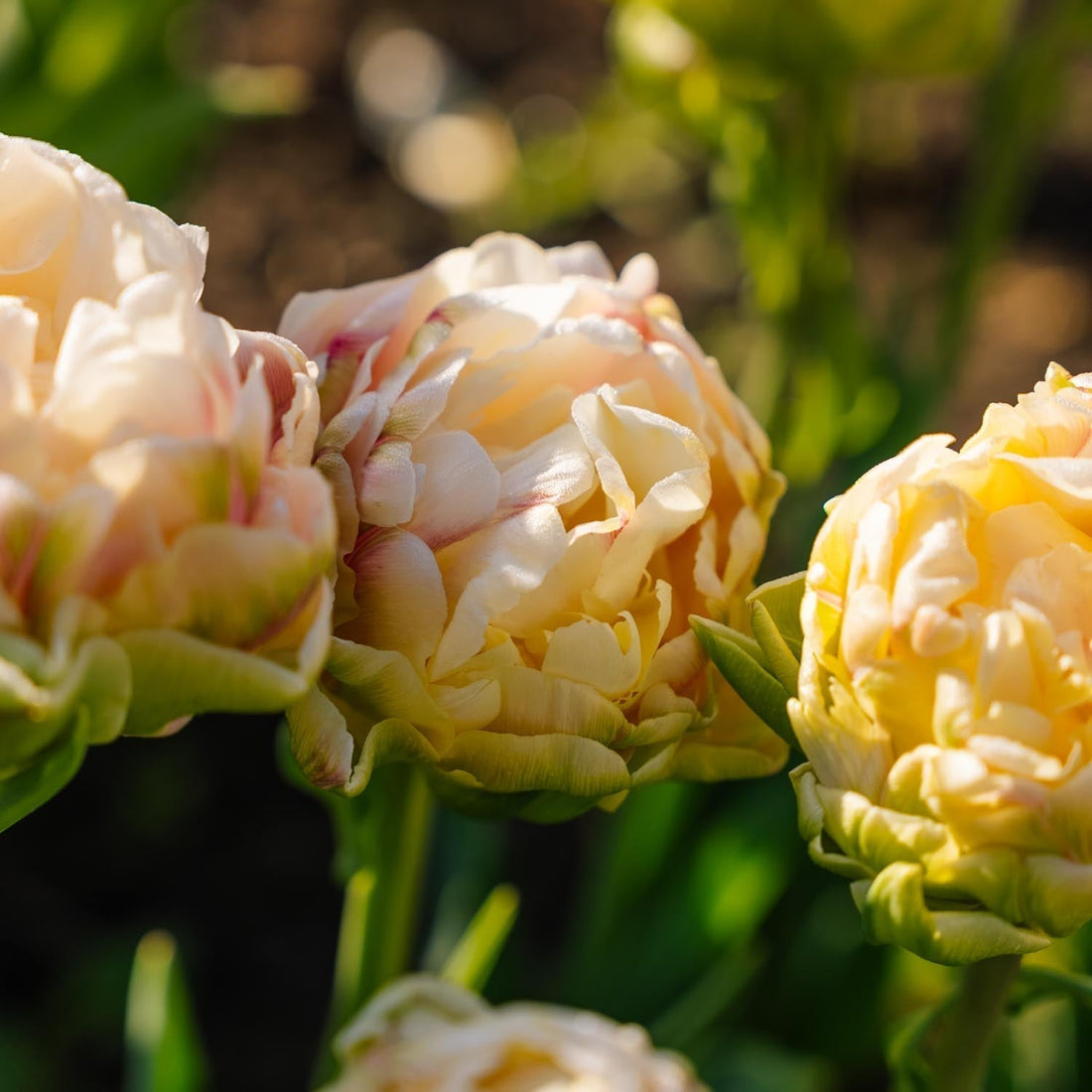 Tulipe 'Wedding Dream'