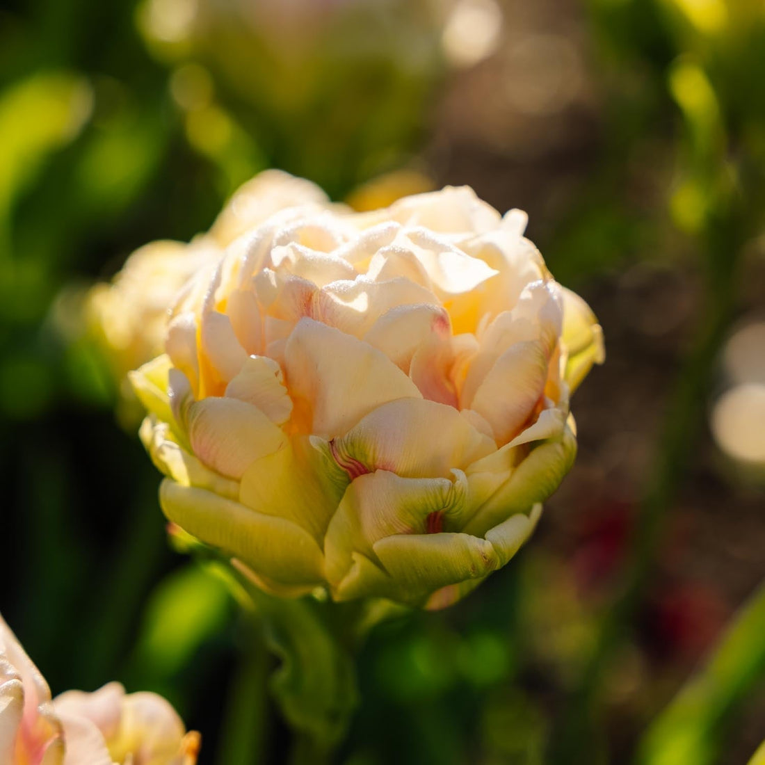 Tulipe 'Wedding Dream'