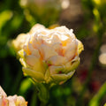 Tulipe 'Wedding Dream'