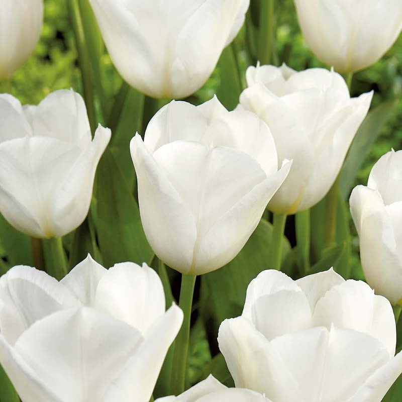 Tulipe 'White Flag'