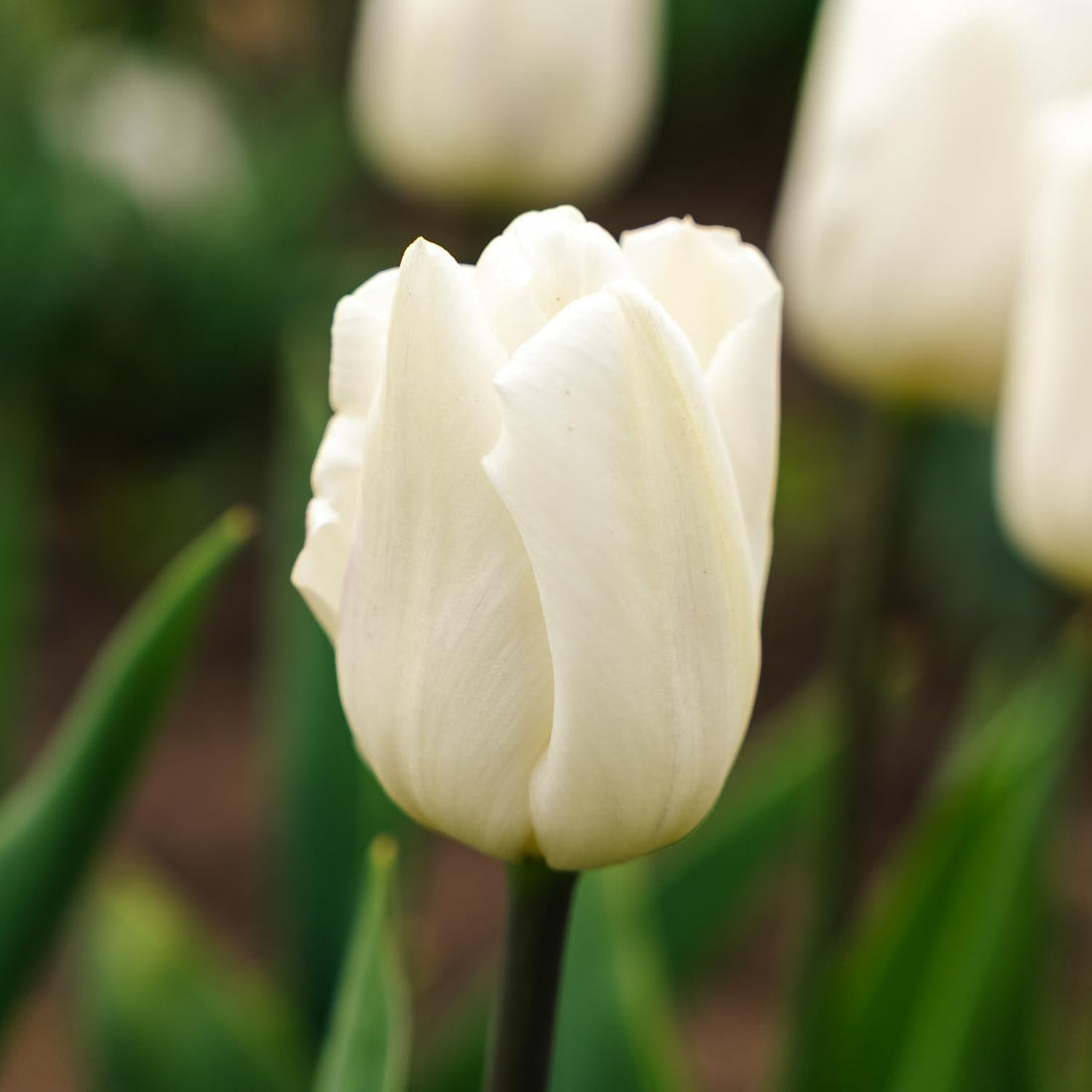 Tulipe 'White Flag'
