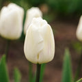 Tulipe 'White Flag'