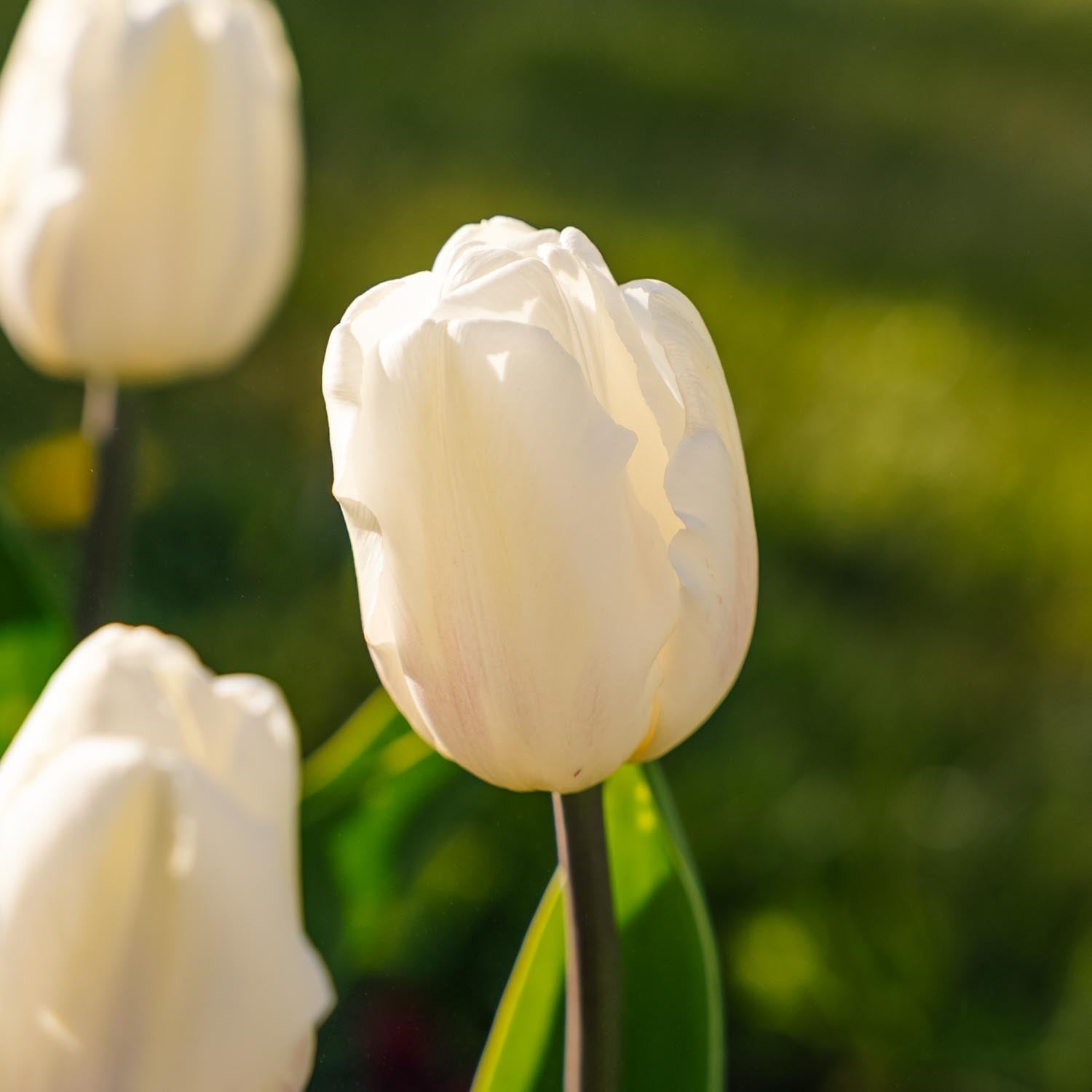 Tulipe 'White Flag'