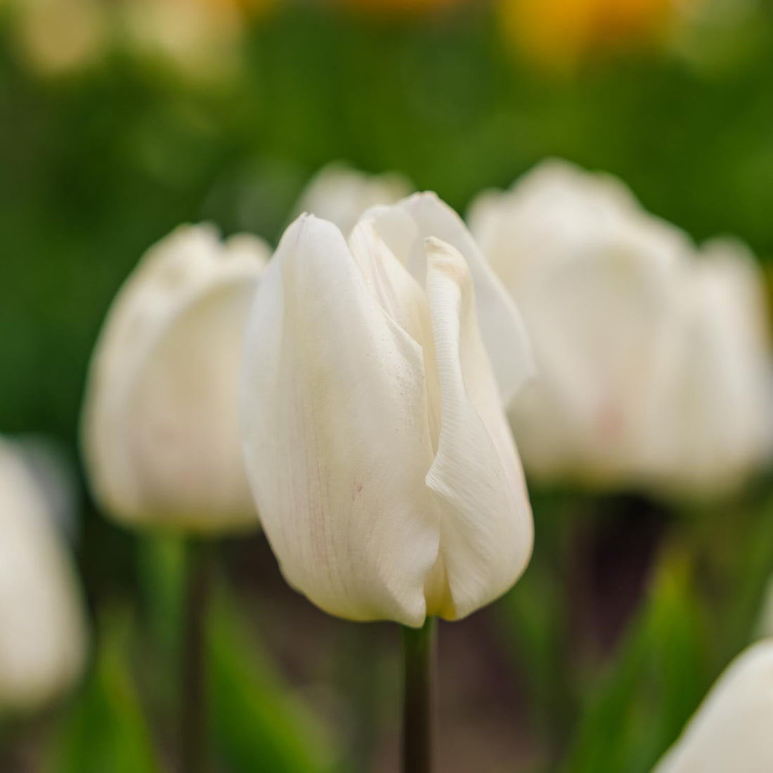 Tulipe 'White Prince'