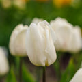 Tulipe 'White Prince'