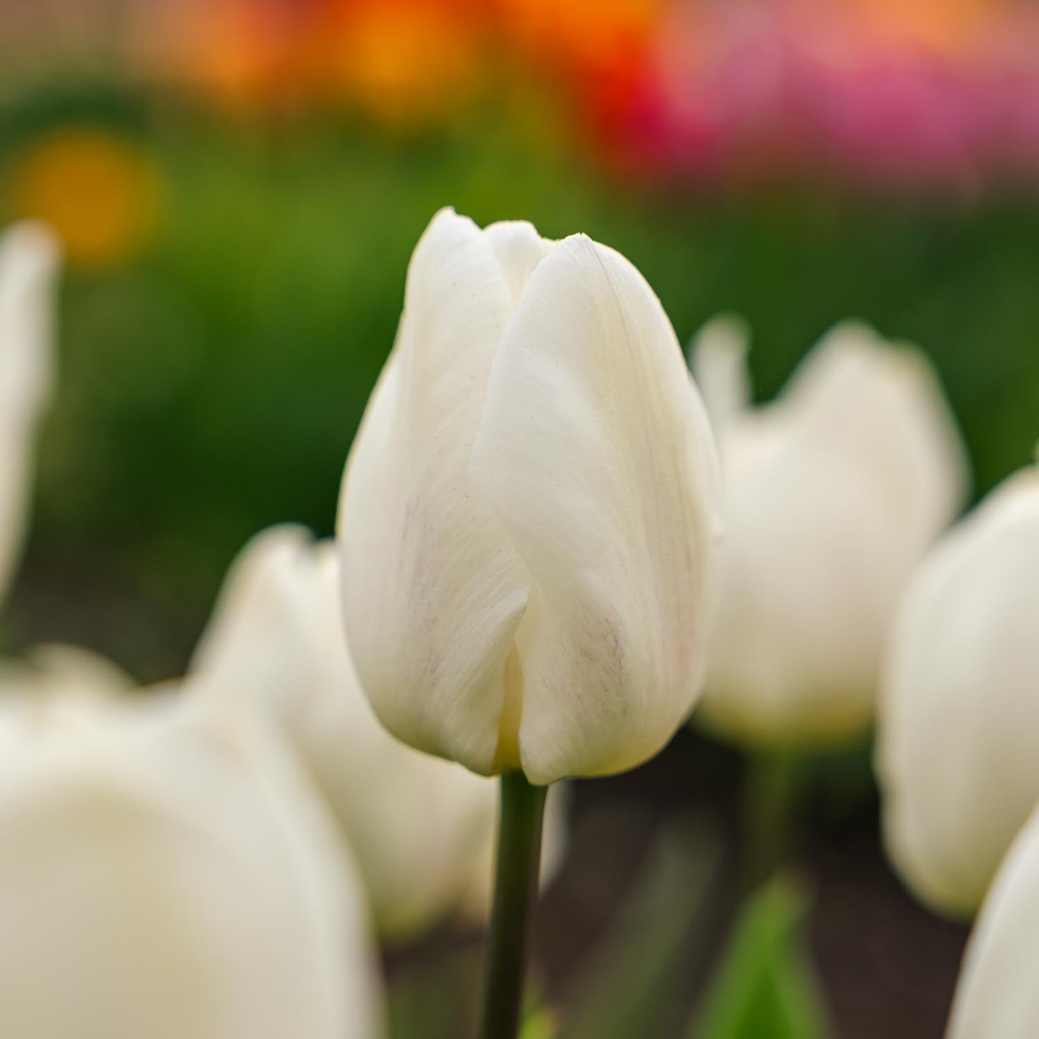 Tulipe 'White Prince'