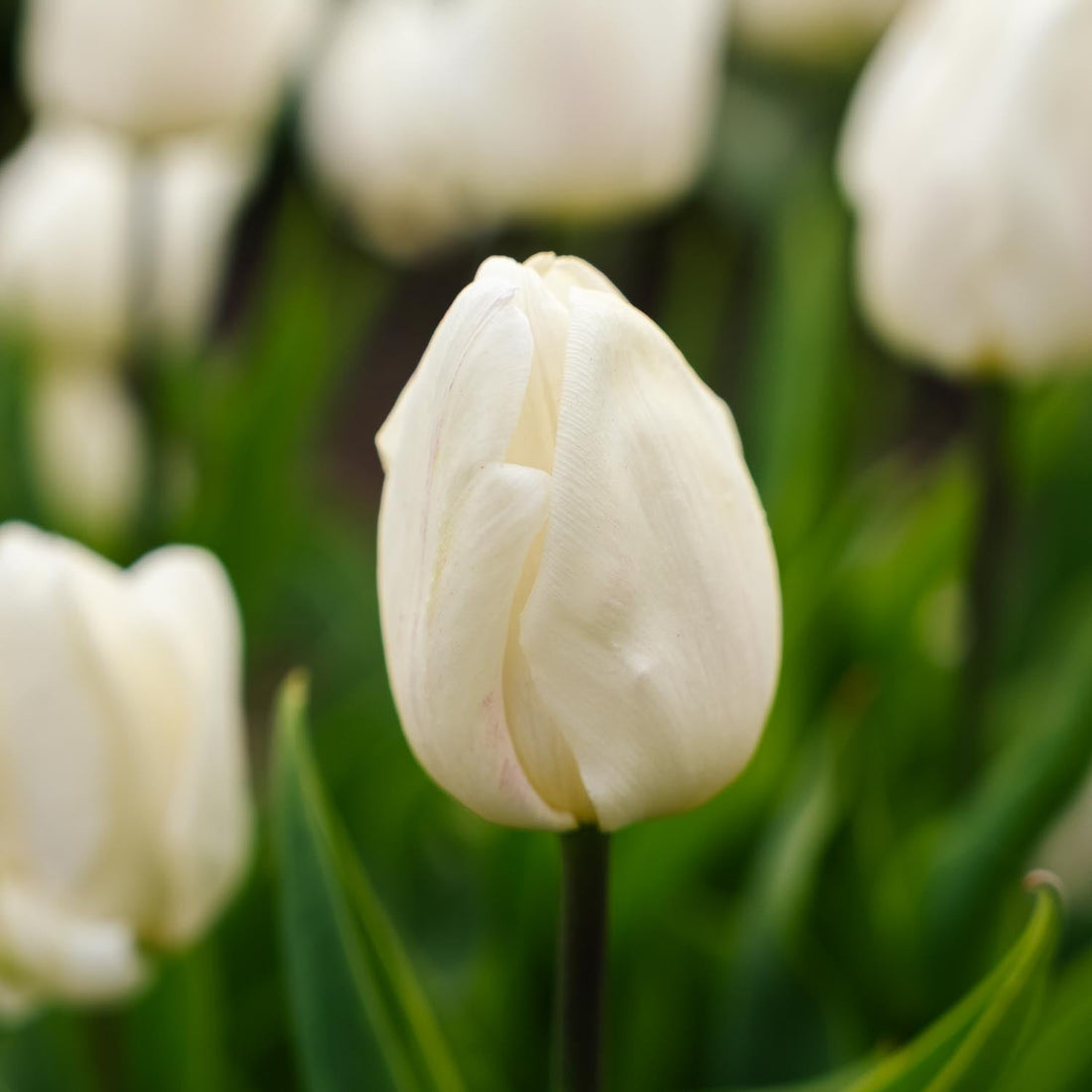 Tulipe 'White Prince'