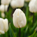 Tulipe 'White Prince'