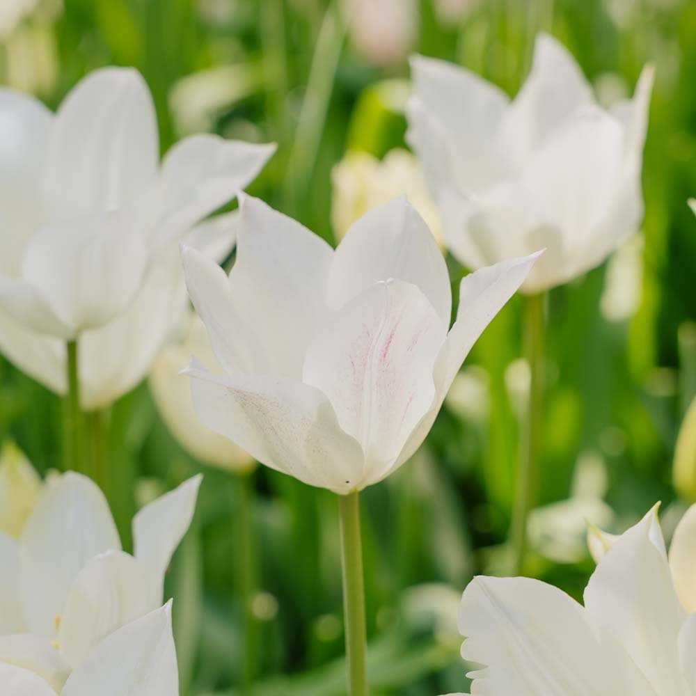 Tulipe 'White Triumphator'