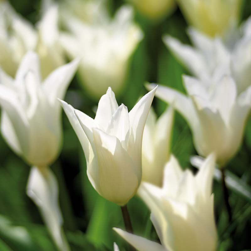 Tulipe 'White Triumphator'