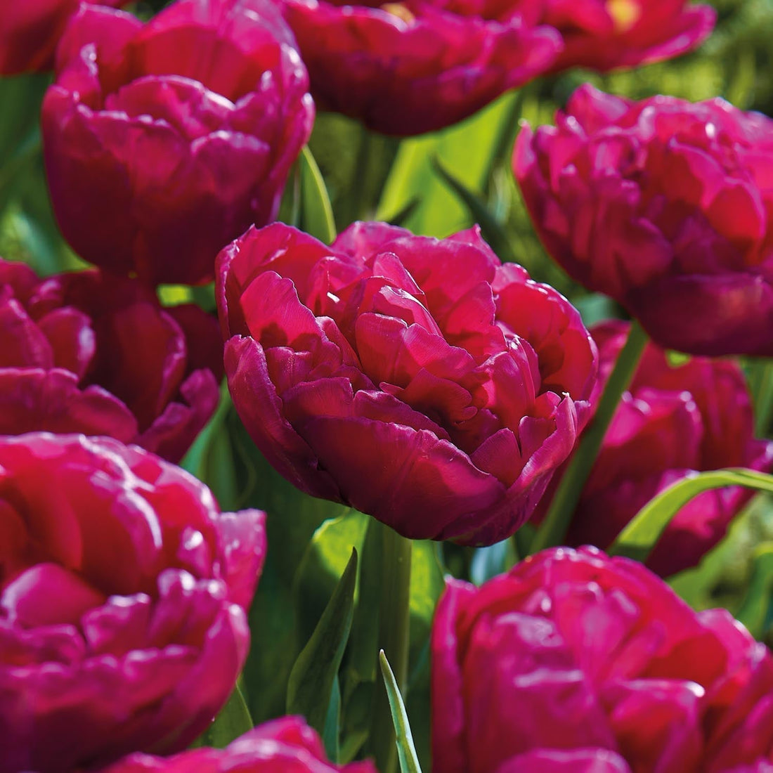 Tulipe 'World Bowl'
