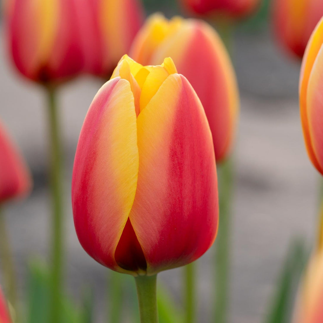 Tulipe 'World Peace'