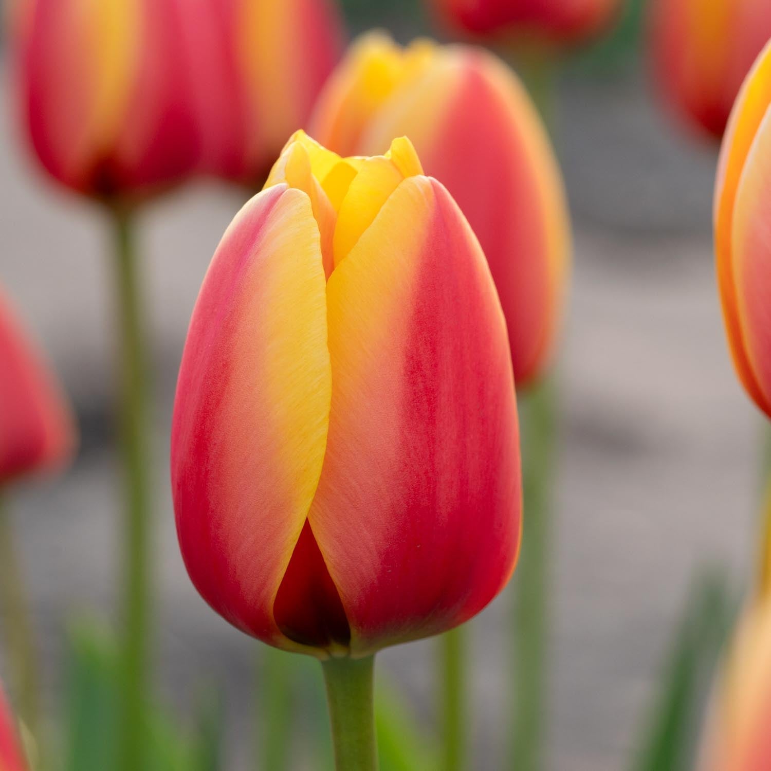Tulipe 'World Peace'