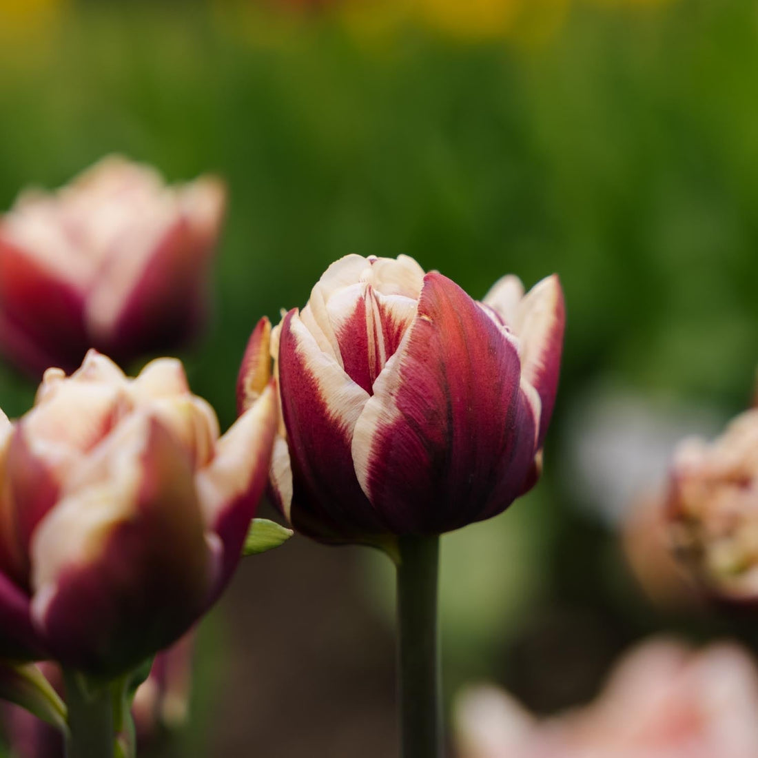 Tulipe 'Wyndham'