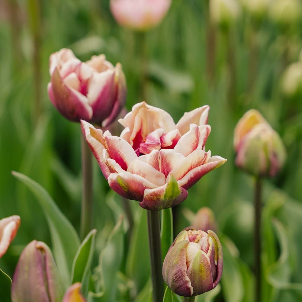 Tulipe 'Wyndham'