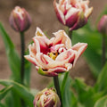 Tulipe 'Wyndham'