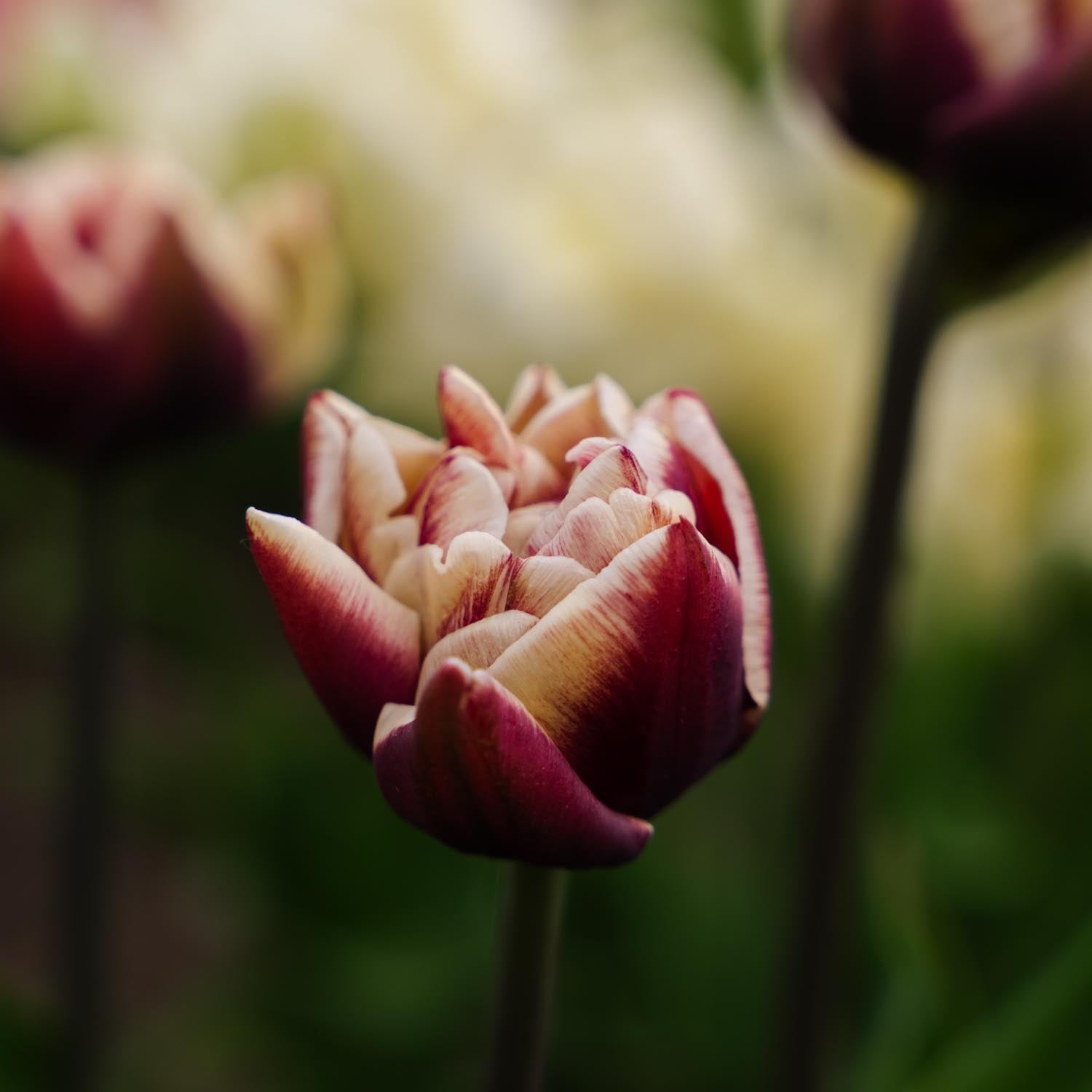 Tulipe 'Wyndham'