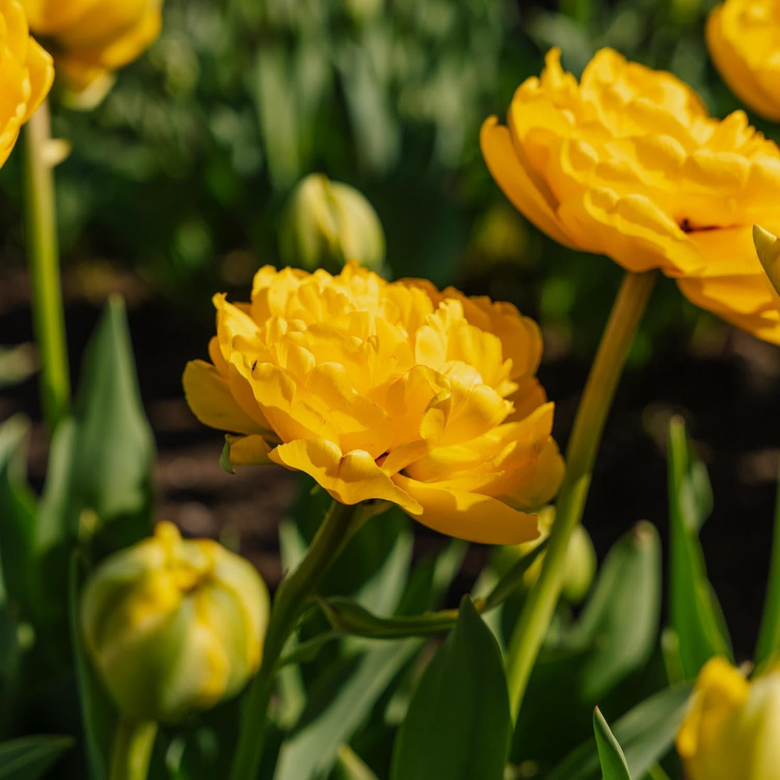 Tulipe 'Yellow Pomponette'