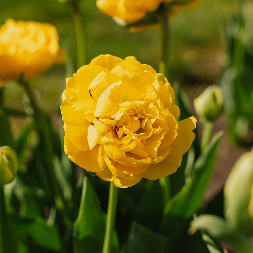 Tulipe 'Yellow Pomponette'