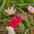 Tulipeblanding 'Botanical Mixed'