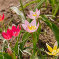 Tulipeblanding 'Botanical Mixed'