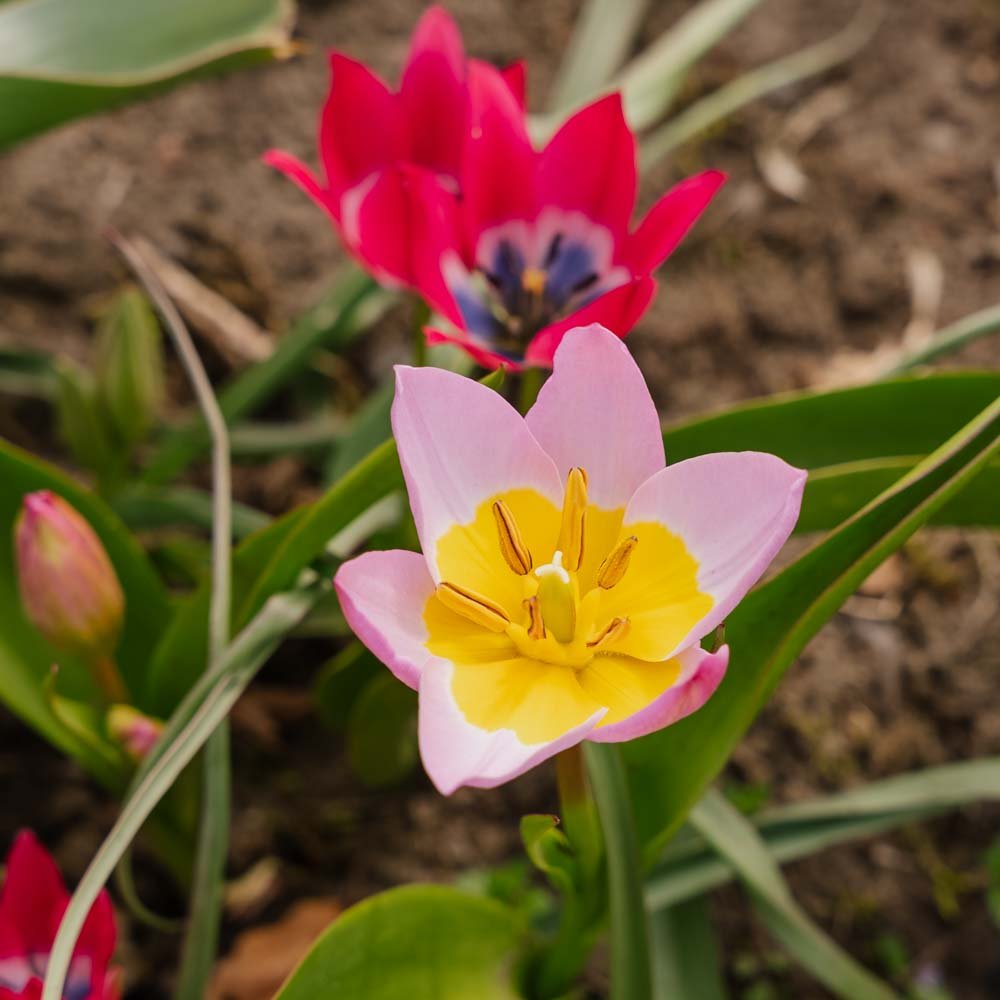 Tulipeblanding 'Botanical Mixed'