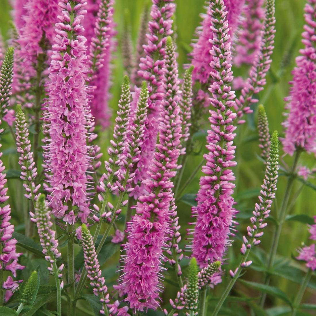 Véronique, Veronica 'Heidekind'