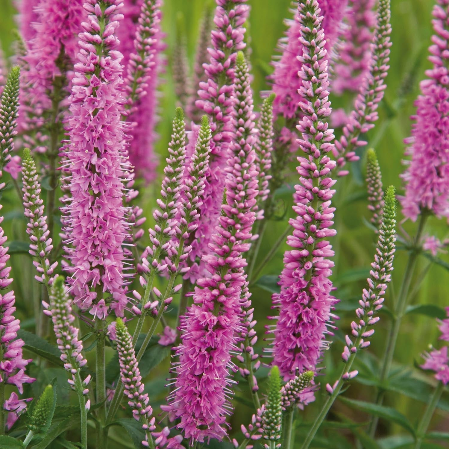 Véronique, Veronica 'Heidekind'